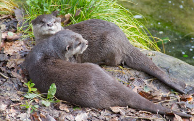 Otters
