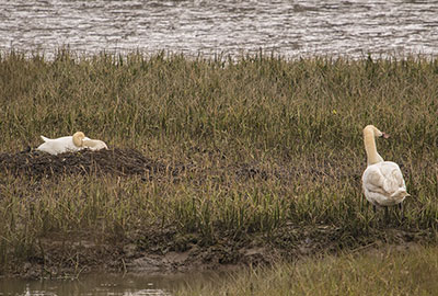 Mute Swans