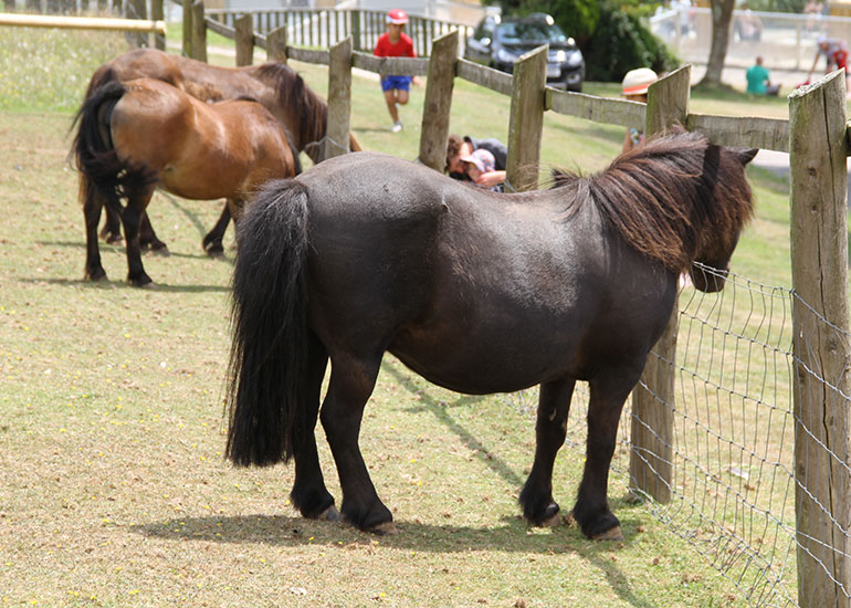 Paddock