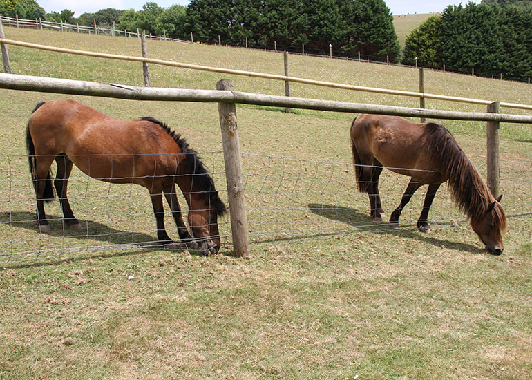 Paddock