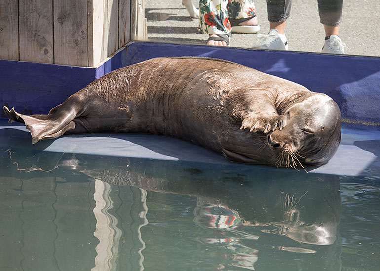 Cornish Seal Sanctuary