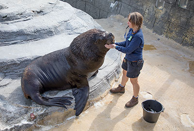 Diego, Patagonian Sea Lion, with Tamara, the Sanctuary´s Curator