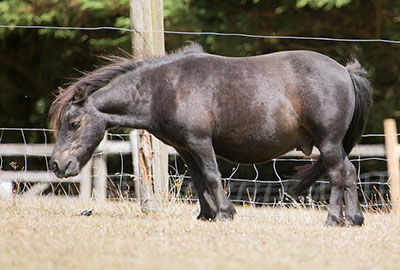 Bracken