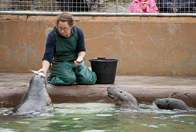 As some of the resident seals line up in front of Tamara during feeding time...she says One for you...