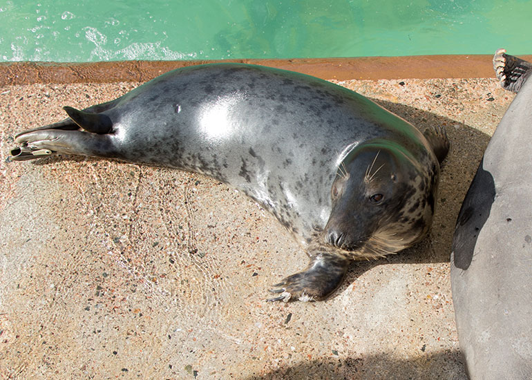 Cornish Seal Sanctuary