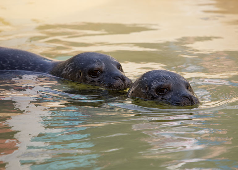 Cornish Seal Sanctuary