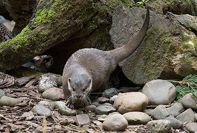 Otters