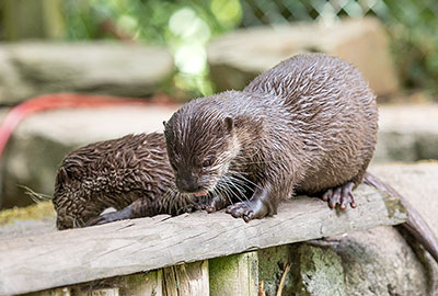Otters