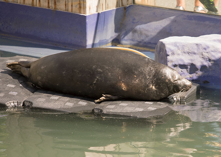 Cornish Seal Sanctuary