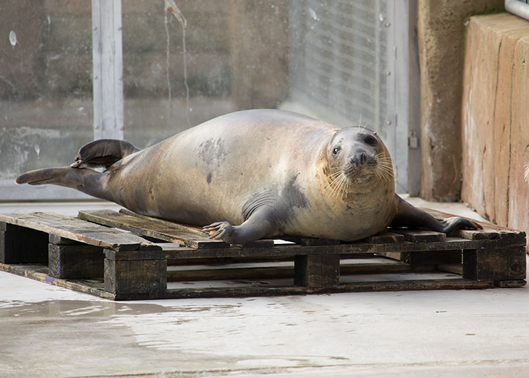 Willow - Resident Grey Seal