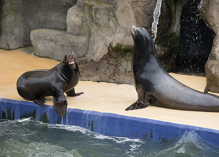 Sunny (left) and Andre (right), Californian Sea Lions