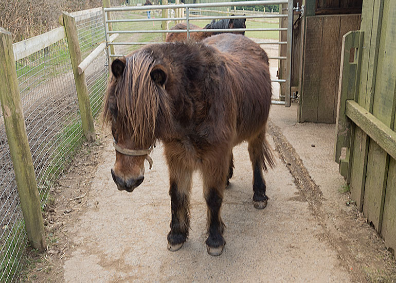 Muffin just had his coat taken off to be cleaned