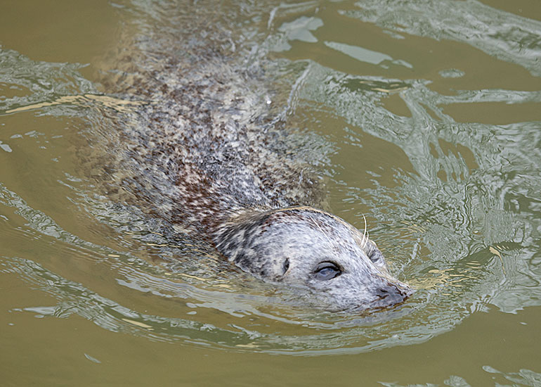 The oldest Common Seal in the World - Babyface
