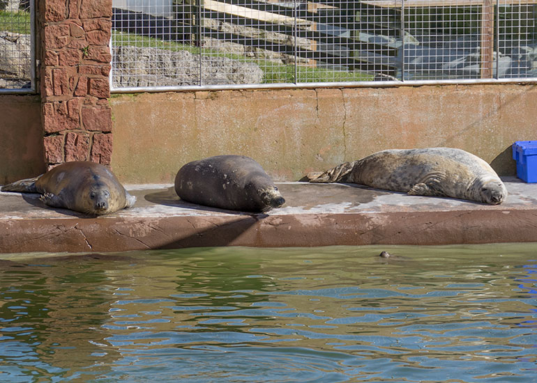 Willow, Altanta and Sheba sunbathing in the Spring sunshine