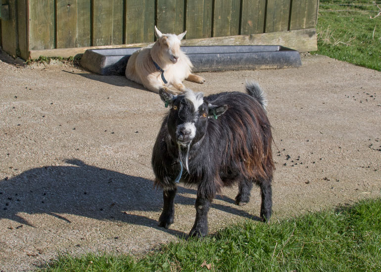 Bertie (back) and Marvin (front)