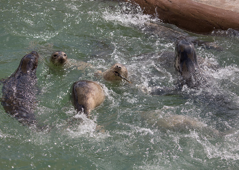 Feeding time in the convalescent pool