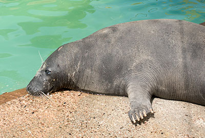 Resident Grey Seal - Atlanta