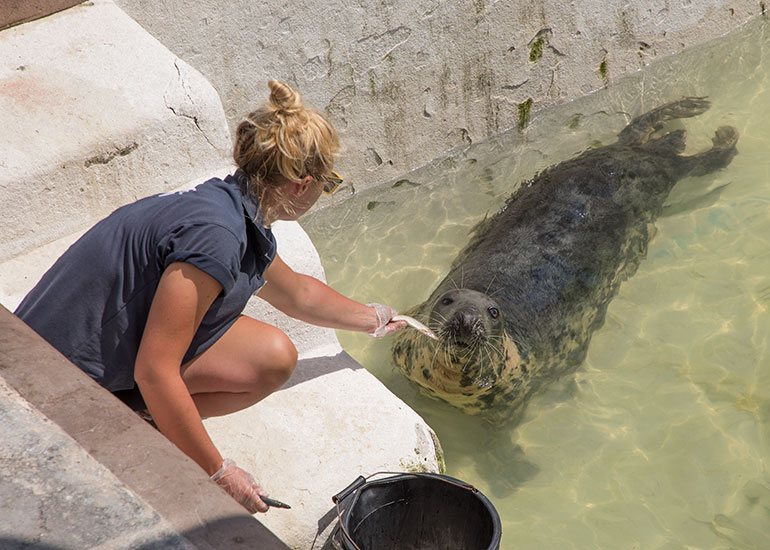 Resident Grey Seal - Sheba