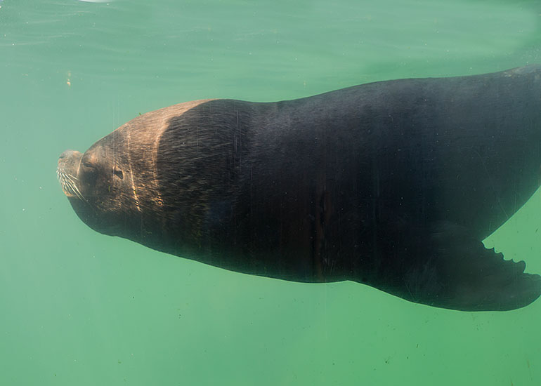 Patagonian Sea Lion
