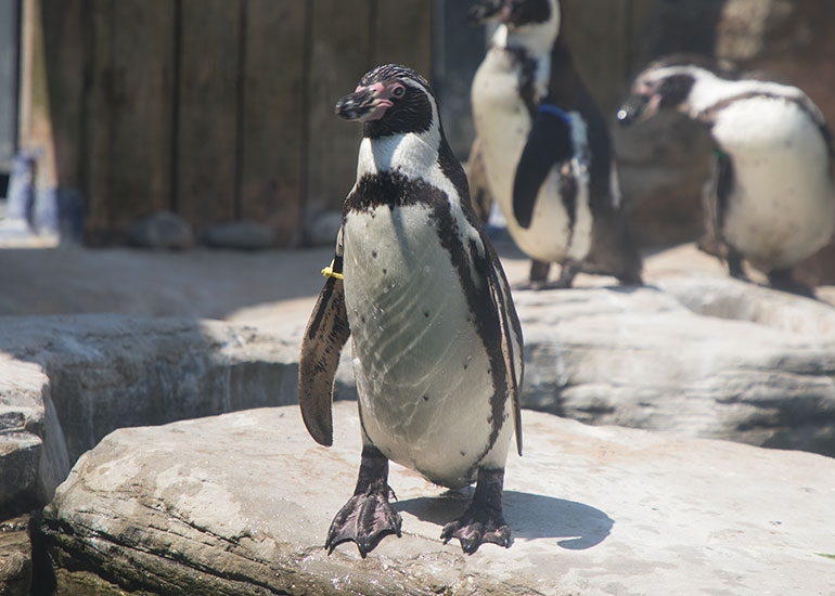 Humboldt Penguin - Godfrey