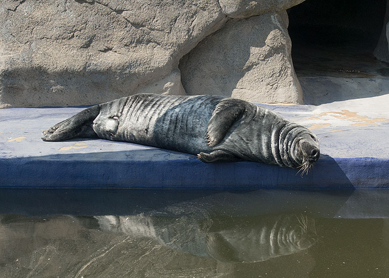 Resident Grey Seal - Badger