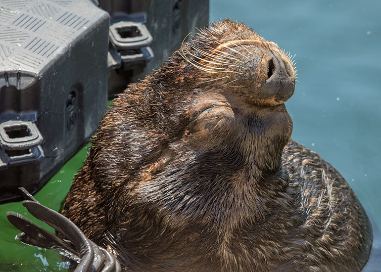 Patagonian Sea Lion
