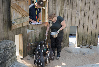 Humboldt Penguins