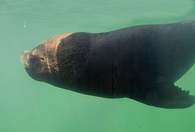 Patagonian Sea Lion