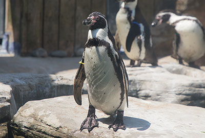 Humboldt Penguin - Godfrey