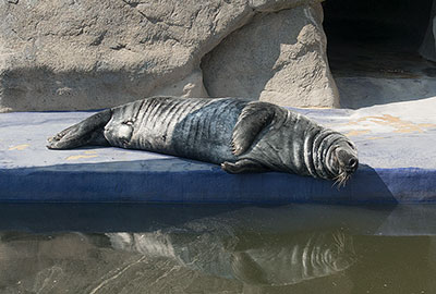 Resident Grey Seal - Badger