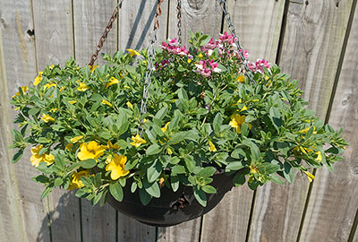 Hanging basket