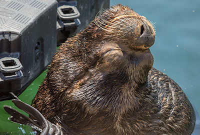 Patagonian Sea Lion