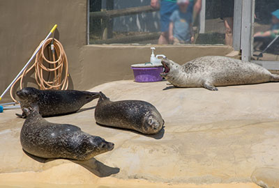Resident Common Seals - Jarvis, Babyface, Boo and Buddy