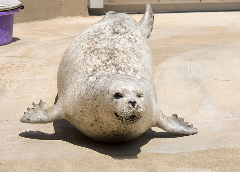 Resident Common Seal - Babyface