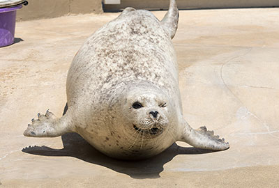 Resident Common Seal - Babyface
