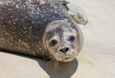 Resident Common Seal - Buddy Resident Common Seal - Buddy