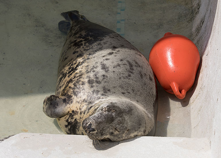Resident Grey Seal - Willow