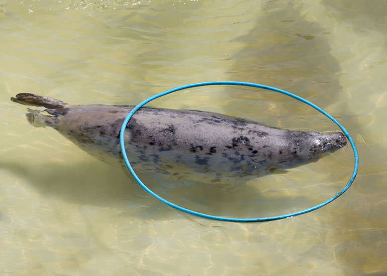 Cornish Seal Sanctuary