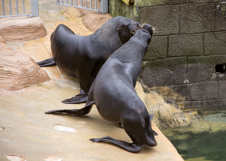 Diego and Noito - Patagonian Sea Lions