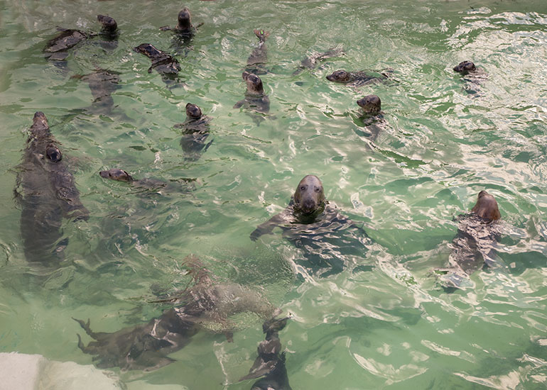 Ray in the middle of the rescued pups in the convalescent pool