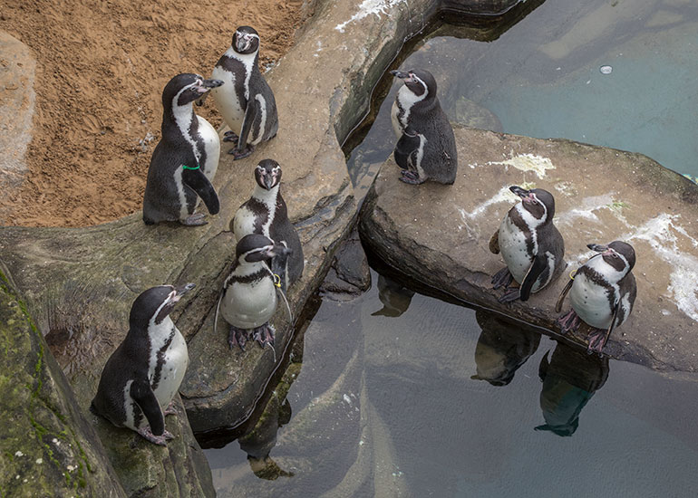 Humboldt Penguins