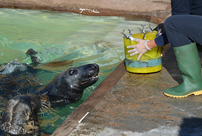 Ray the famous seal celebrates his 18th Birthday