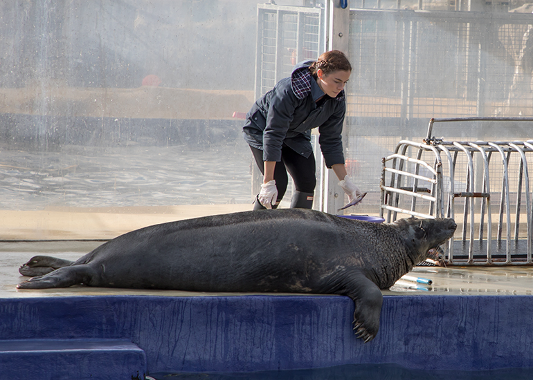 Cornish Seal Sanctuary
