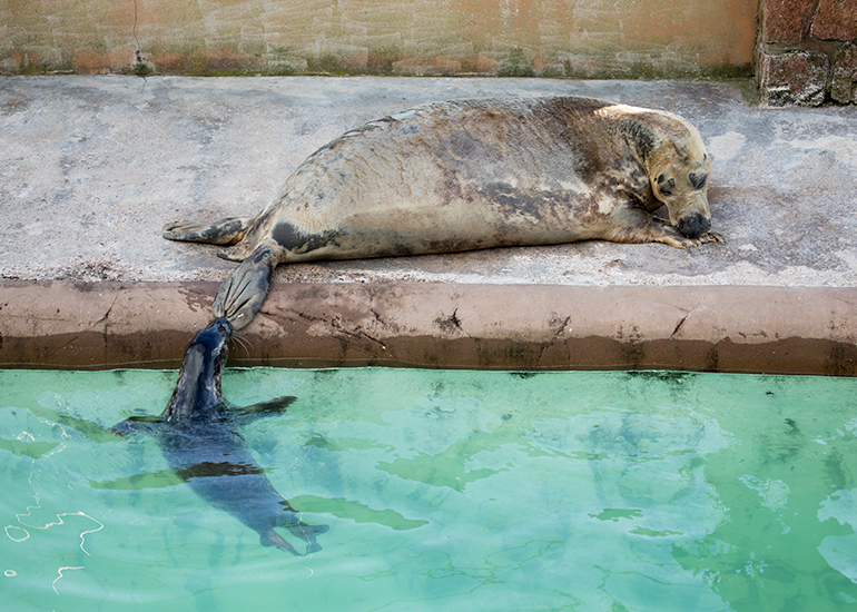 Cornish Seal Sanctuary