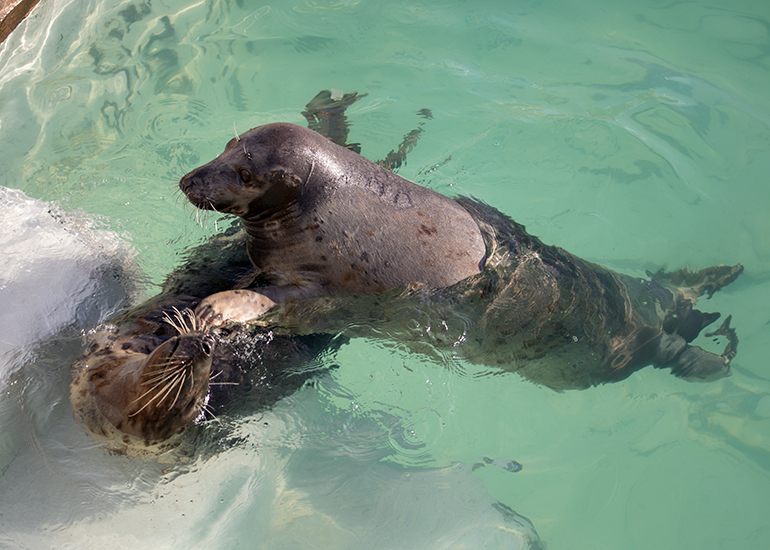 Cornish Seal Sanctuary