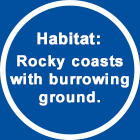 Habitat:  Rocky coasts with burrowing ground