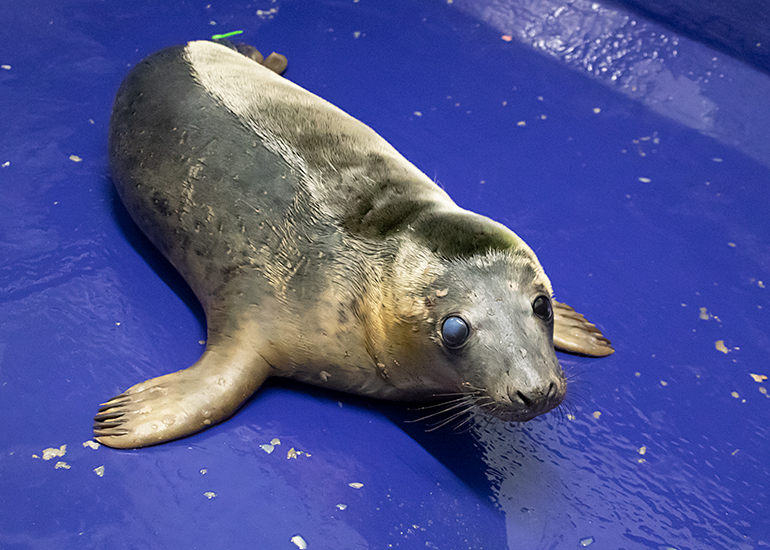 Haggis - Photo taken on 4th December 2020