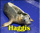 Haggis