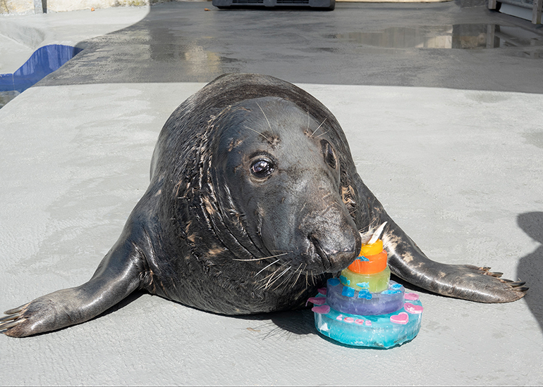 Happy 34th Birthday Logs