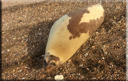 Harp Seal in the Wild